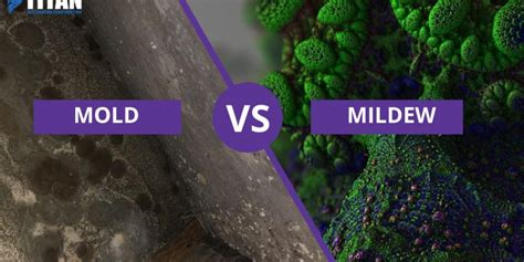 Mold Vs Mildew: What's the Difference? (Comparision Table Inside)