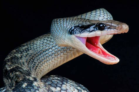 Sonhar Cobra Sorte No Jogo Do Bicho