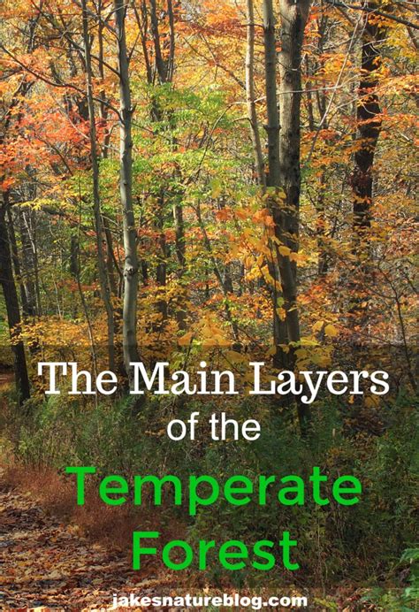 The Five Main Temperate Forest Layers Forests Have Layers Jake S