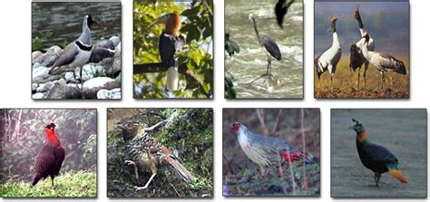 Bird Watching - Eco-Tourism In Bhutan