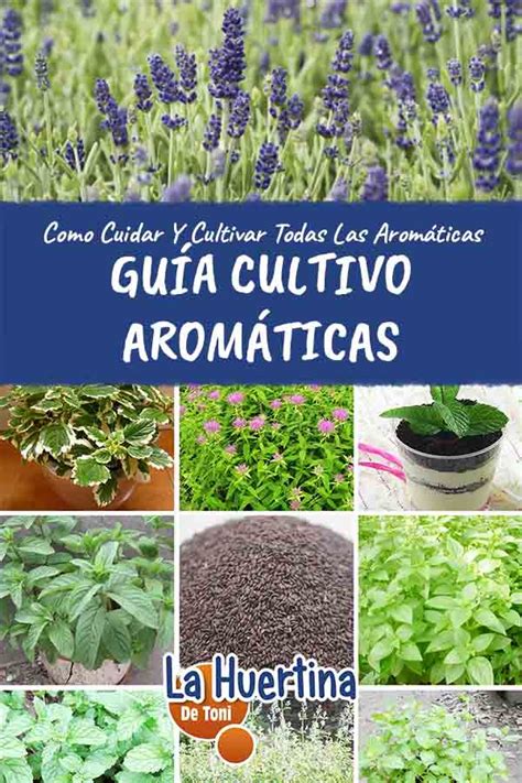 Gu A De Cultivo De Arom Ticas En El Huerto