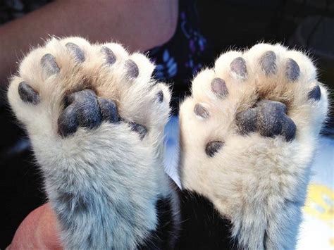 9 Things You Probably Didn't Know About Polydactyl Cats - Cats.com