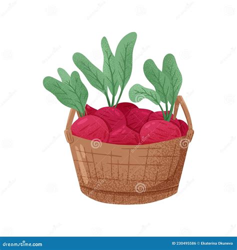 Vector Hand Drawn Illustration Of Basket With Beetroots Bright Beet