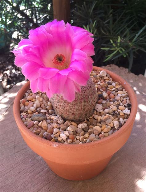 My Echinocereus Rigidissimus Rubrispinus Aka Rainbow Hedgehog Cactus