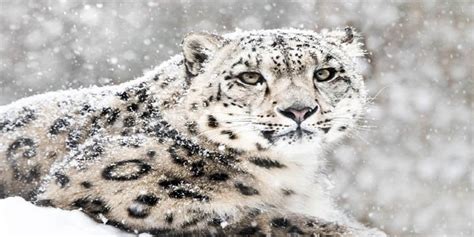 India’s snow leopard count: Why this Himalayan feat is only the first step to securing the cat ...