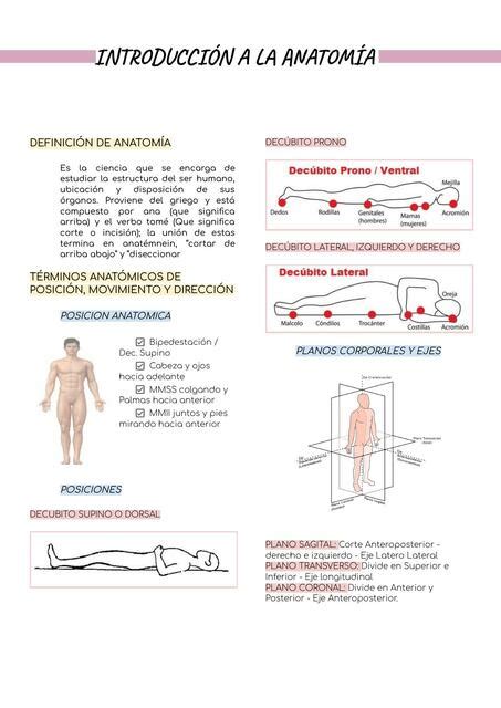 Introduccion A La Anatomia Danna Zafra Udocz