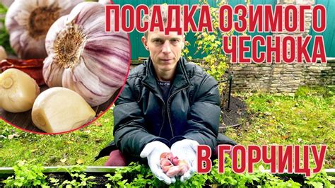 Наш новый метод! Посадка озимого чеснока в горчицу. - YouTube
