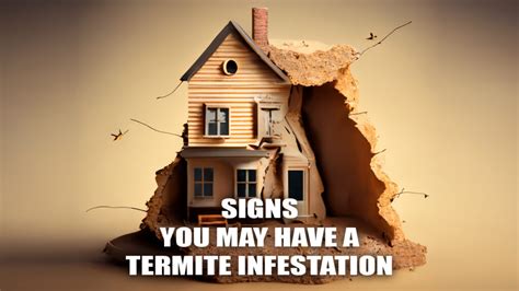 Signs that you may have a termite infestation | Killroy Pest Control