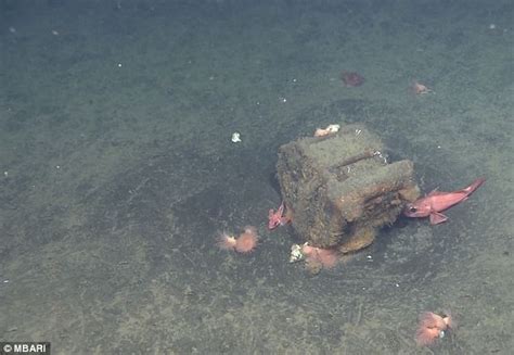 Our Deep Sea Garbage Dump 18 000 Hours Of Footage Shows Pacific