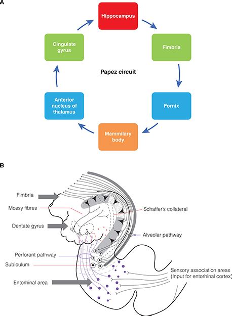 Cerebral Ischemia