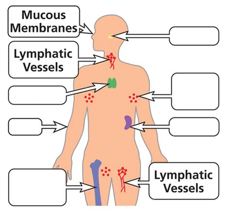 Diseases The Immune System Diagram Quizlet