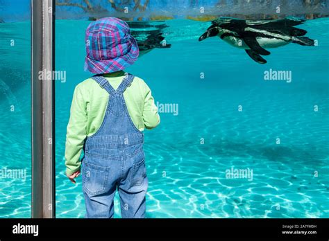London Uk 08 03 2019 Zsl London Zoo Penguin Beach Englands