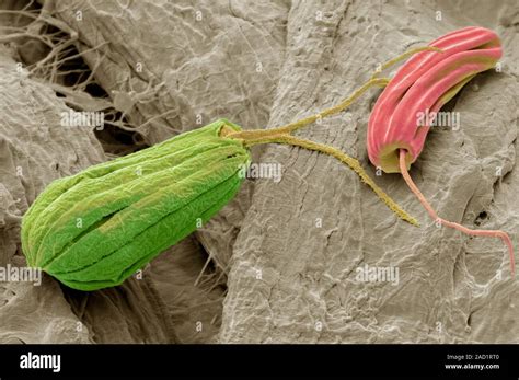 Flagellate protozoa, coloured scanning electron micrograph (SEM). These ...