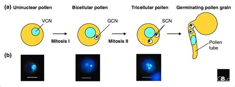 Pollen Grain Development A A Schematic Representation Of The Stages