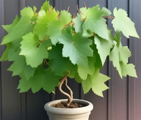 How To Grow Grapes From Seeds In Containers Blue Znews