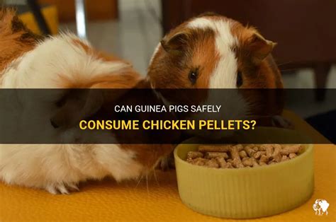 Can Guinea Pigs Safely Consume Chicken Pellets? | PetShun