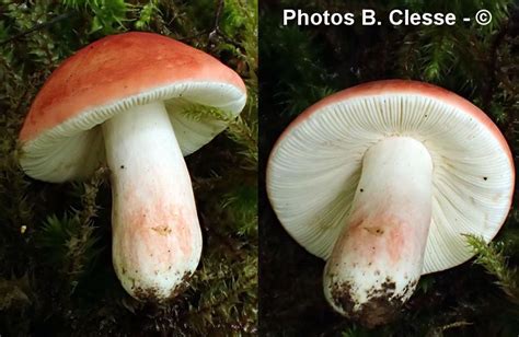 Russula lepida M Lecomte F Draye P Pirot B Clesse M Pérez De