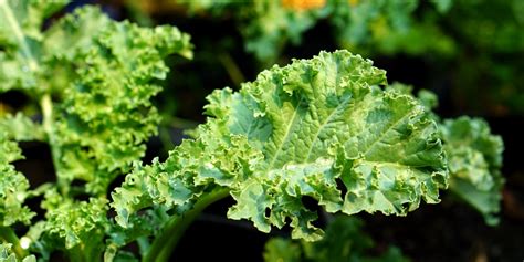 What is eating my kale leaves?: Everything that Could Be Eating Your ...