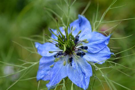 L huile de Nigelle le secret de beauté à découvrir quoidemeuf net