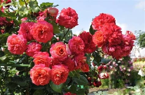 Мидсаммер (Флорибунда) | Розы Нью Джерси питомник роз