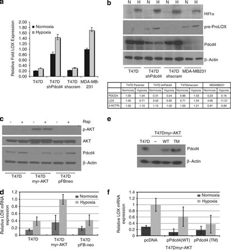 Hypoxia Enhances Expression Of Lox Mrna And Protein In Cell Lines