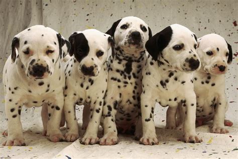 Cachorros famosos atores celebridades e até blogueiros você já