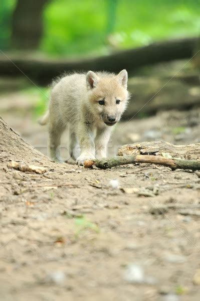 Arctic Wolves Pups