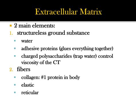 Ppt Anatomy And Physiology Tissues Powerpoint Presentation Free