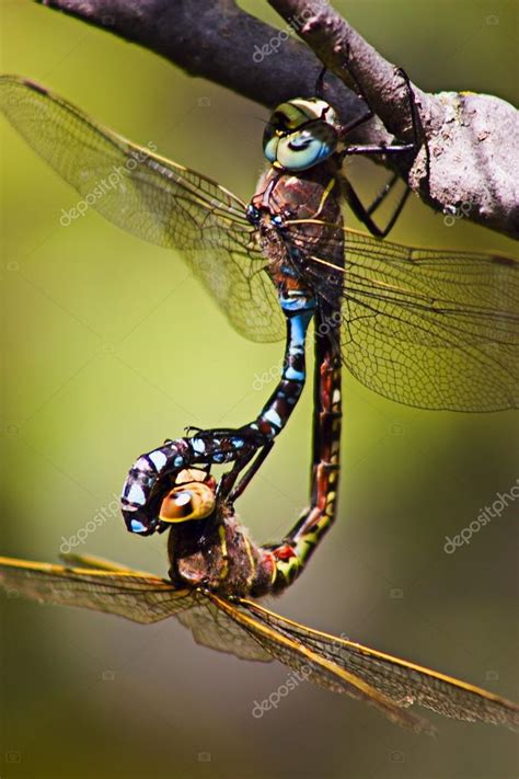 Mating Dragonflies Stock Photo By DesignPicsInc 31718695