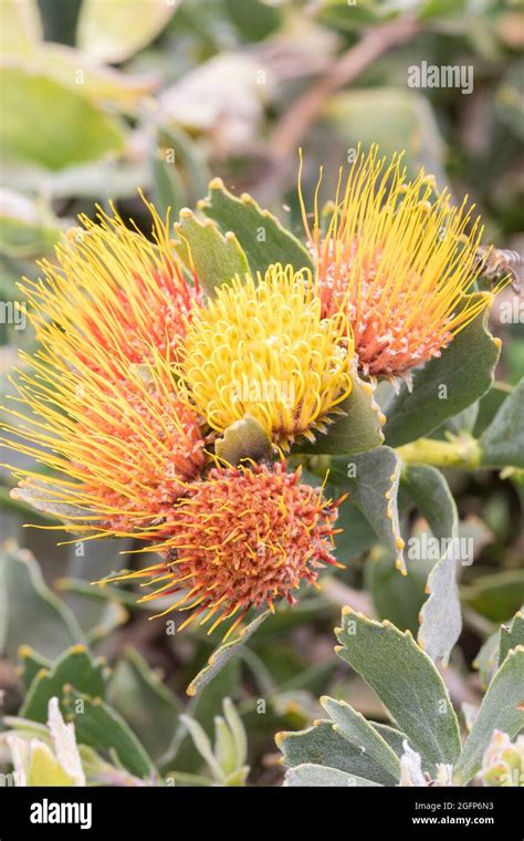 Sandstone Fynbos Species Hi Res Stock Photography And Images Alamy