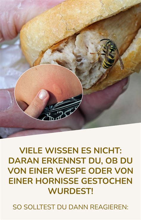 Viele Wissen Es Nicht Daran Erkennst Du Ob Du Von Einer Wespe Oder