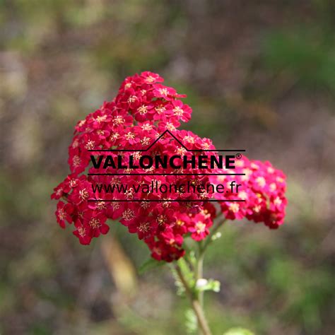 Achillea Millefolium Red Velvet Achill E