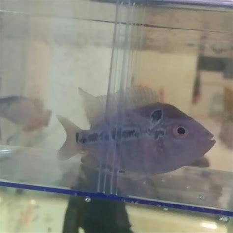 Flowerhorn Kok Head Fish, Pet Supplies, Pet Food on Carousell