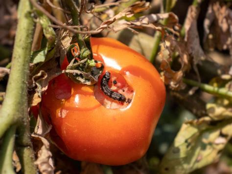 Tomato Pinworms Tips For Controlling These Tomato Eating Worms