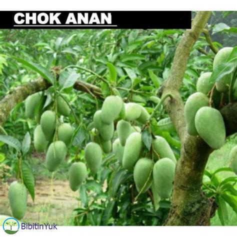 Jual Harga Grosir Bibit Mangga 1 Tahun Buah Chokanan Shopee Indonesia