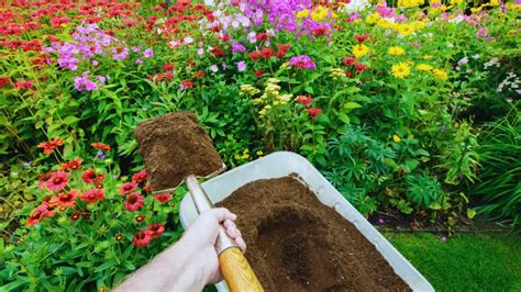 What Is Ericaceous Compost? 💐 An Introduction For Beginners - Little Leafy