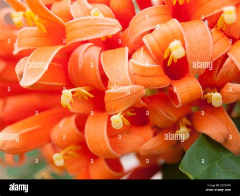 Closeup Of Orange Trumpet Flower In Nature Stock Photo Alamy