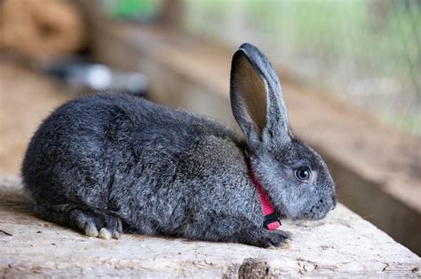 Flemish Giants For Sale Flemish Giant Rabbitry