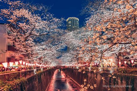 Nakameguro Cherry Blossom Festival 2024 nightview info(Highlights ...