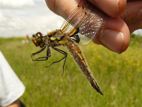 Four Spotted Skimmer Dragonfly Caught On The Dragonfly Saf Flickr