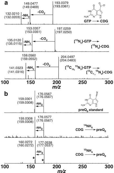 Figure 3 From The Deazapurine Biosynthetic Pathway Revealed In Vitro