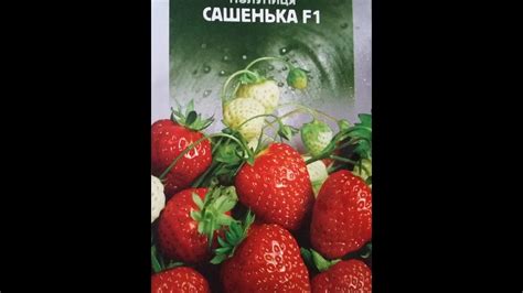 посадка клубники семенами. Клубника ремонтантная* СашенькаF1* (часть ...