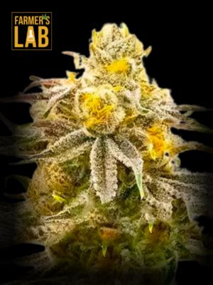 Buy Strawberry Cheese Autoflower Seeds