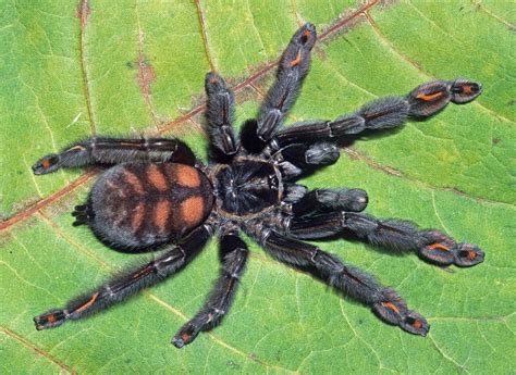 Psalmopoeus Irminia Buzzard Reptile Aquatics