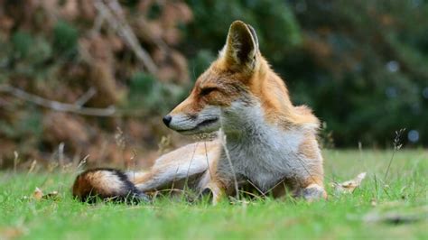 How Do Red Foxes Survive Winter Survival Guide