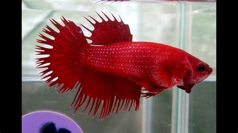 Betta Hembra Crowntail Red Bettarea