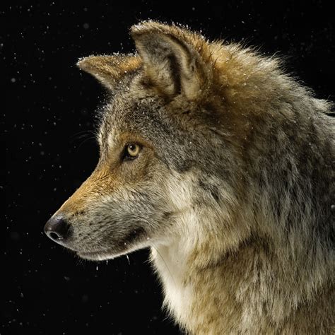 mexican gray wolf pictures  facts news
