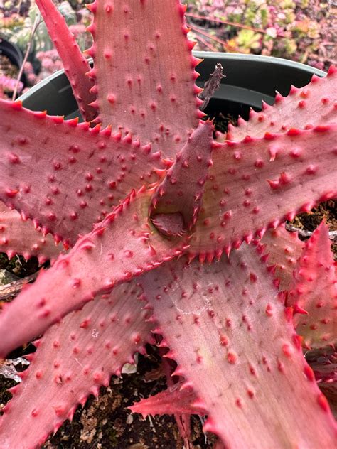 Aloe Ajr Etsy