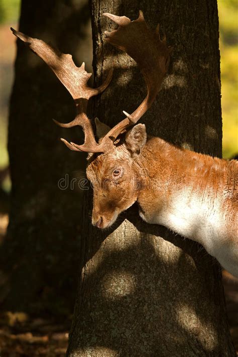 Fallow Buck Stock Image Image Of Brown Mammal Nature 64068503