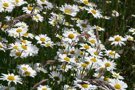 Нивяник (50 фото) - виды, уход и посадка в открытом грунте